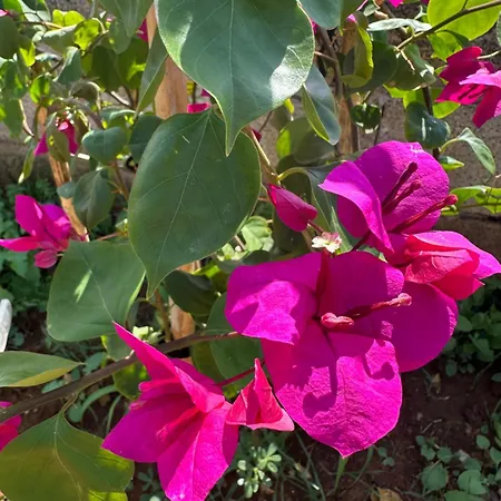 Mater Bed & Breakfast 3*