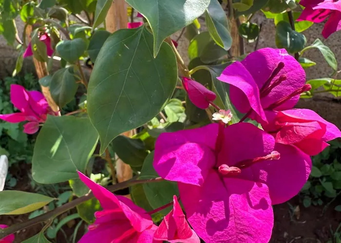 Mater Bed & Breakfast 3*